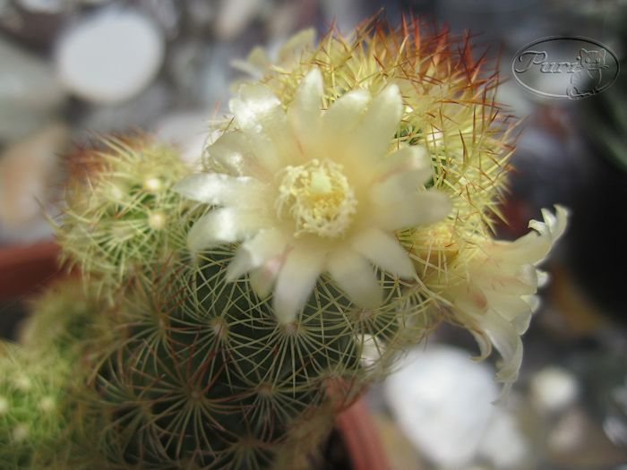 mamilaria+elongata+(2).jpg