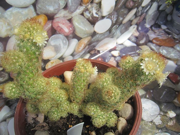 mamilaria+elongata+(3).jpg
