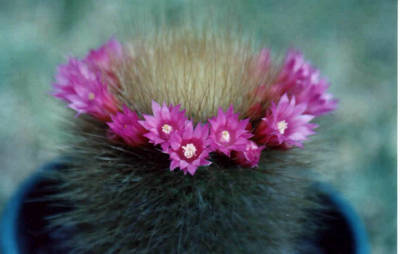 Mamillaria.jpg