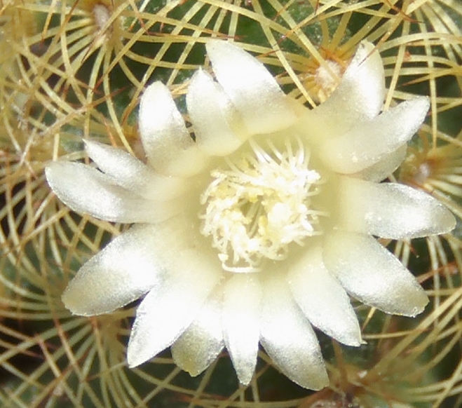 mamillariaelongataprimerasflores16_zpsd0117c2e.jpg