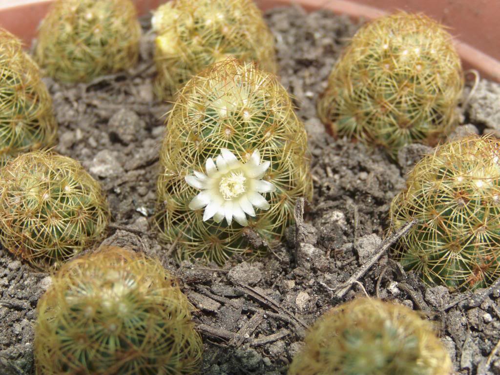 mamillariaelongataprimerasflores17_zpse1e4d56a.jpg