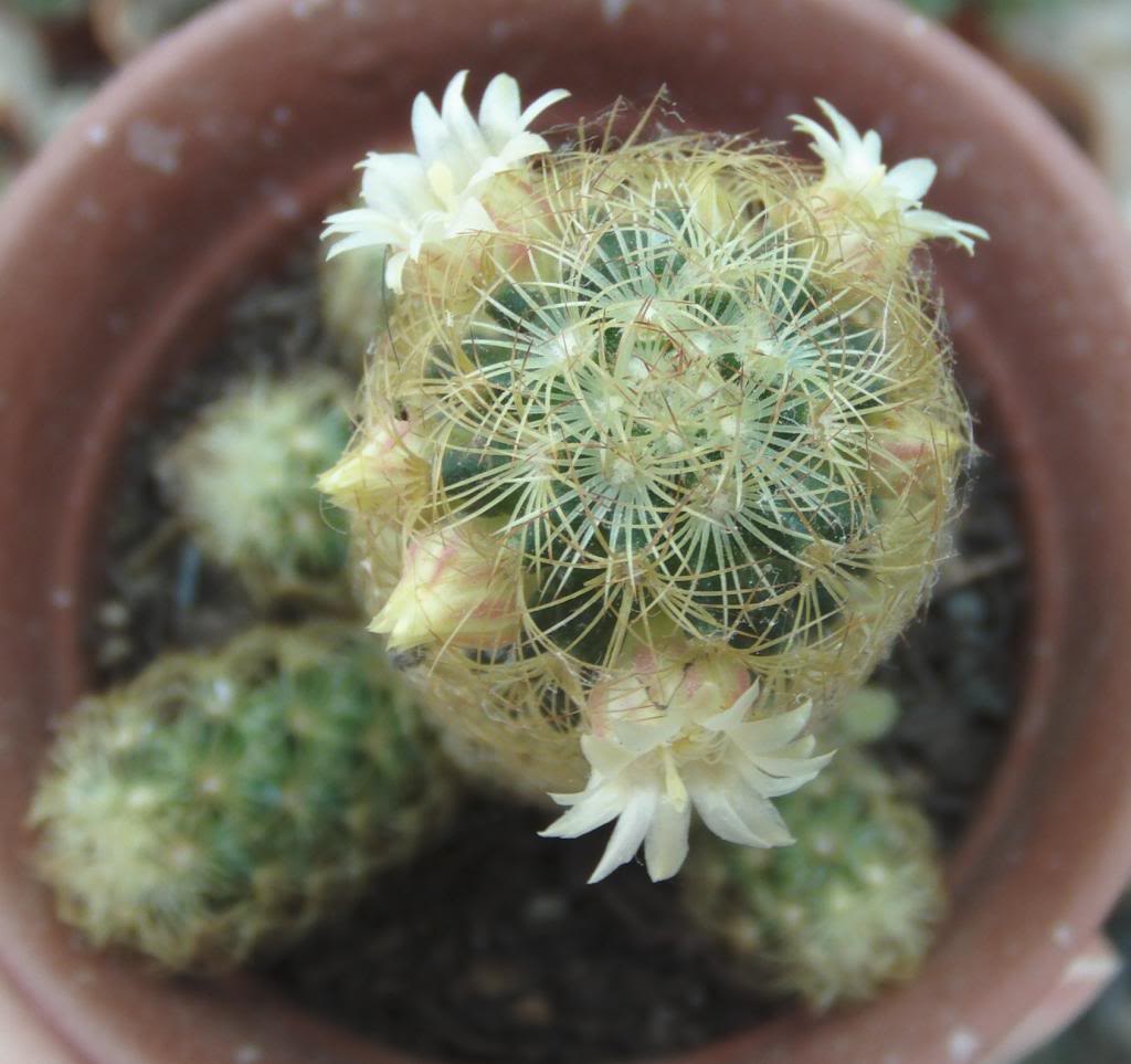 mamillariaelongataprimerasflores_zps108ded36.jpg
