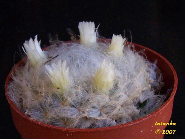 mamillariaplumosa.jpg