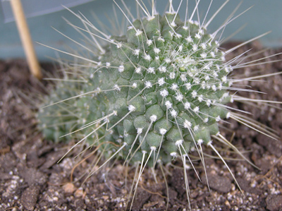 mammi%20spinosissima%20un%20pico.jpg