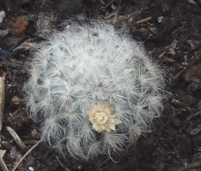 mammibocasanaconflor.jpg