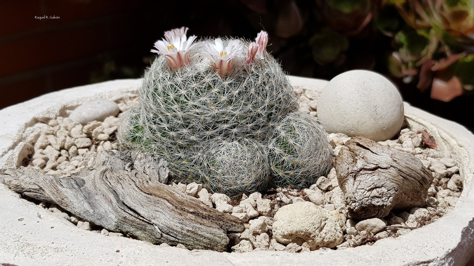 Mammilaria%2Blenta%2B1.jpg