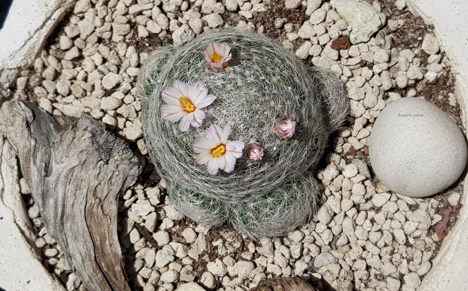 mammilaria%2Blenta%2Bcenital%2Bcopia.jpg