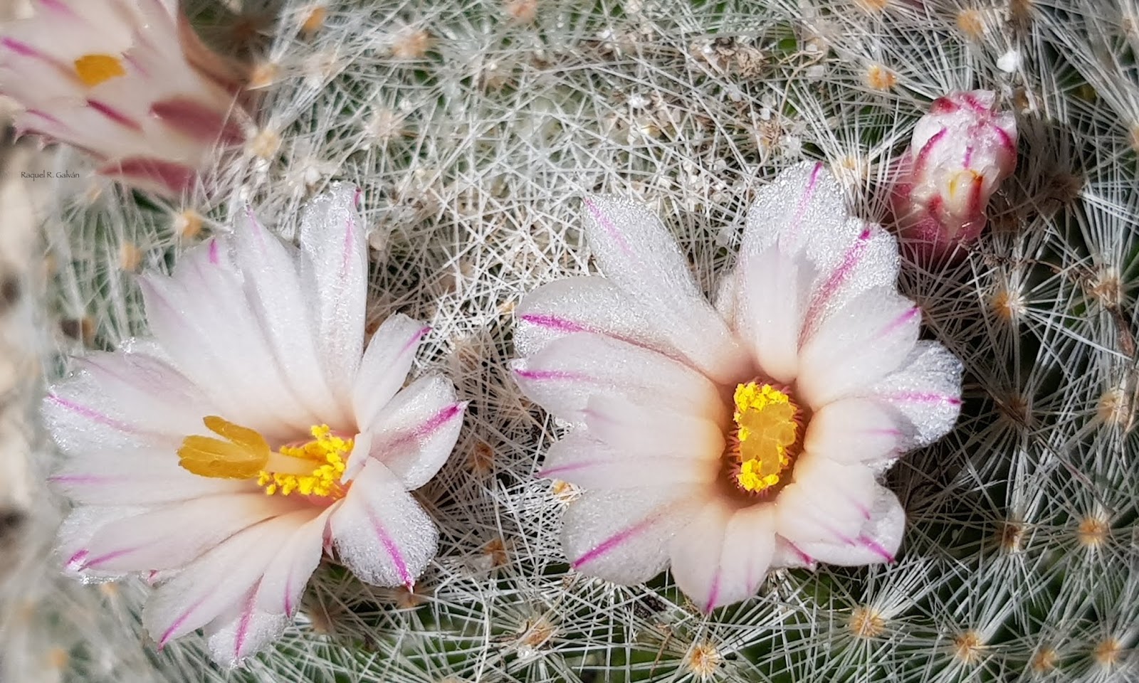 Mammilaria%2Blenta%2Bdetalle%2Bflores.jpg
