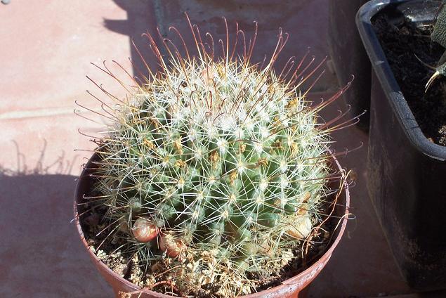 Mammilaria.JPG