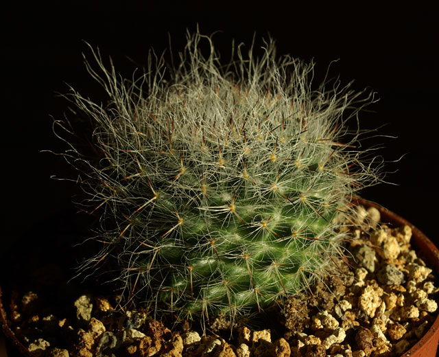 mammillaria-1.jpg