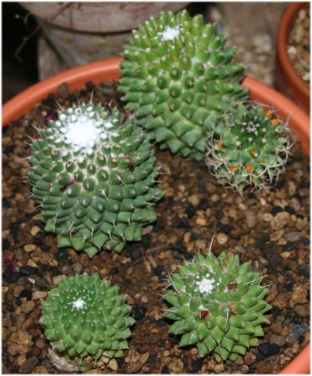 Mammillaria%20%BFpolithele_.jpg