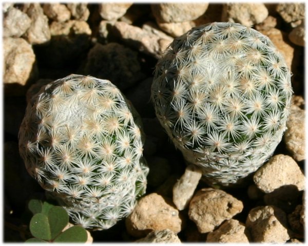 Mammillaria%20albiflora.jpg