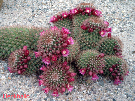 Mammillaria%20Backebergiana.jpg