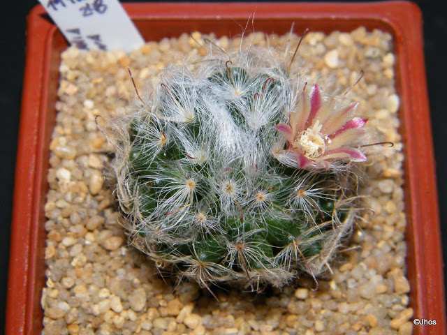 Mammillaria%20Bocasana%20248%2020091119%20002.jpg