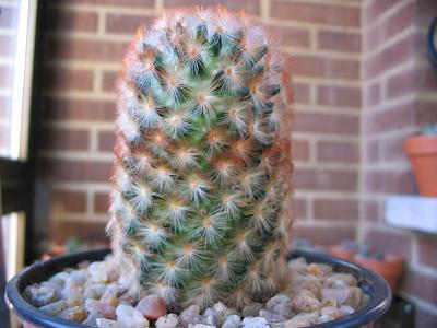 Mammillaria%20carmenae%20%20rufispina-01%20lat-2.JPG