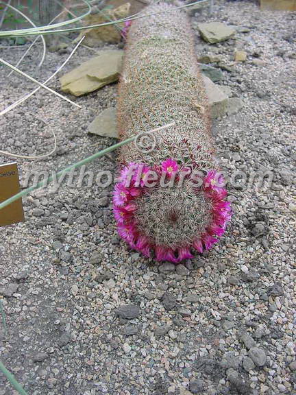 mammillaria%20centraliplumosa_meise.jpg