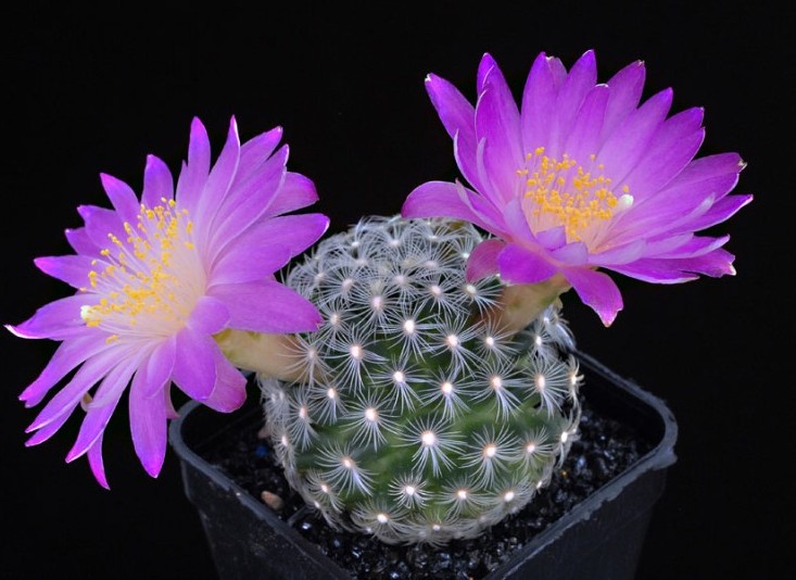 Mammillaria%20Deherdtiana.jpg