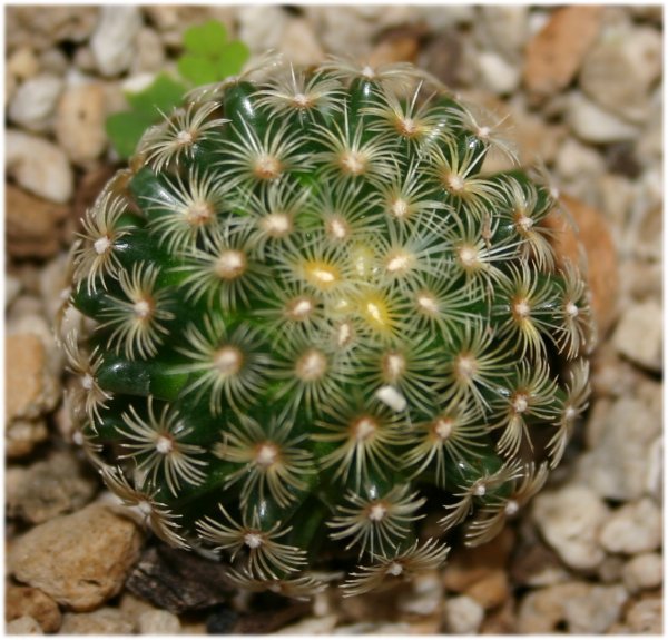 Mammillaria%20dehertiana%20ssp%20dodsonii.jpg