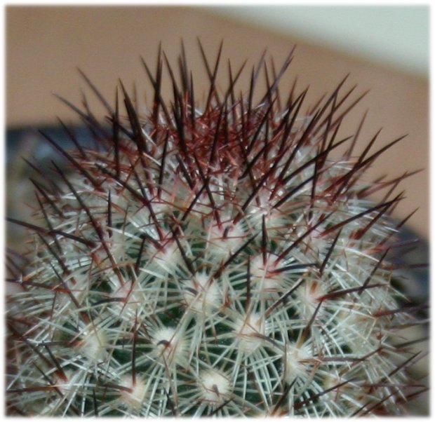 Mammillaria%20elongata%20equidna%2Cdetalle.jpg
