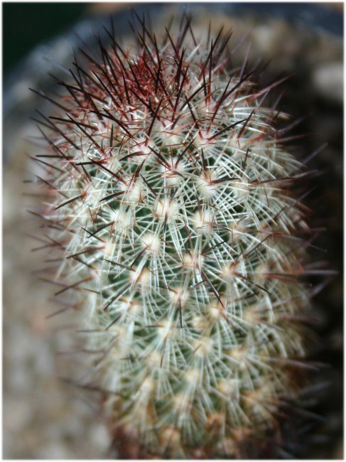 Mammillaria%20elongata%20equidna.jpg