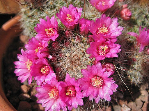 Mammillaria%20eritrosperma.JPG