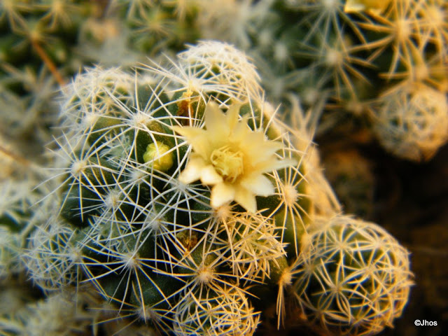 Mammillaria%20Gracilis%2020090808%20164.jpg