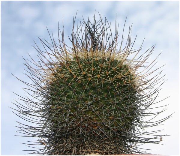 Mammillaria%20grusonii%20cielo.jpg