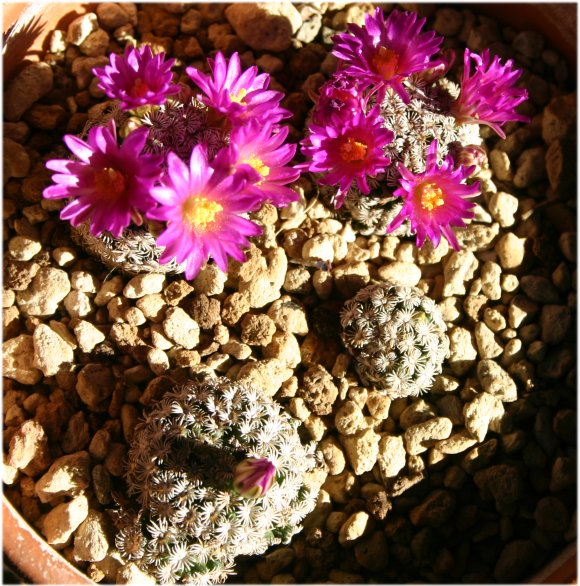 Mammillaria%20hernandezii%2C..jpg