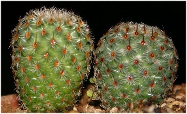 Mammillaria%20huitzilopochtli%201.jpg