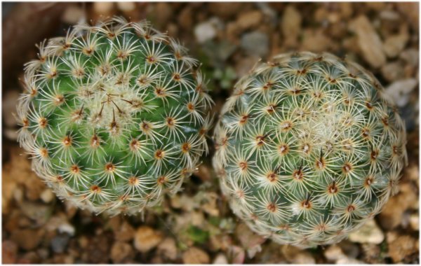 Mammillaria%20huitzilopochtli.jpg