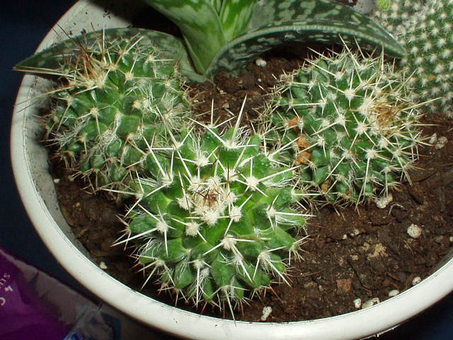 Mammillaria%20karwinskiana4.JPG