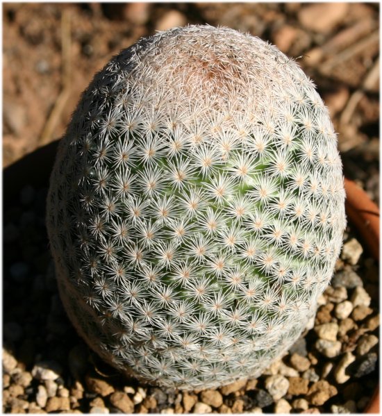 Mammillaria%20lasiacantha%20ssp%20lasiacantha..jpg