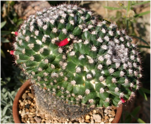 Mammillaria%20mammillaris%201.jpg