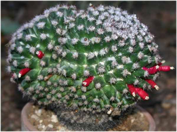Mammillaria%20mammillaris.jpg