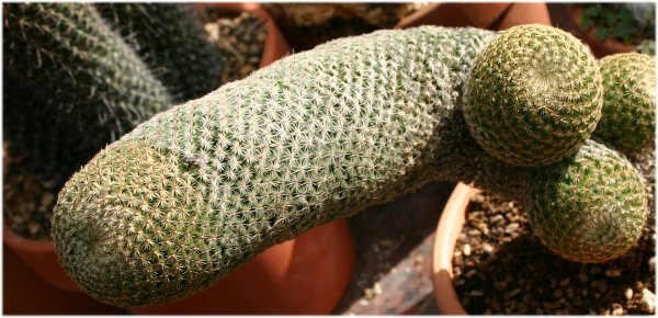 Mammillaria%20matudae.jpg