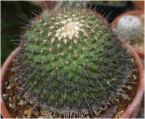 Mammillaria%20melanocentra%20ssp%20rubrograndis.jpg