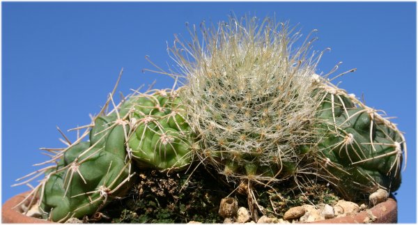 Mammillaria%20nazasensis%2C%20cielo.jpg