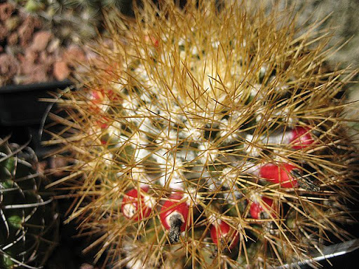 Mammillaria%20nivosa.JPG