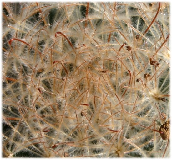Mammillaria%20pennispinosa%2C%20detalle.jpg