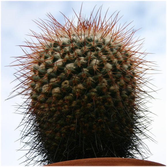 Mammillaria%20petterssonii.jpg
