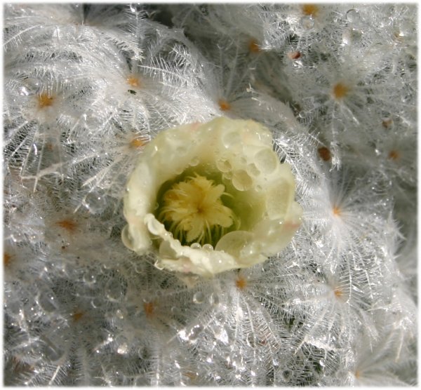 Mammillaria%20plumosa%20flor.jpg