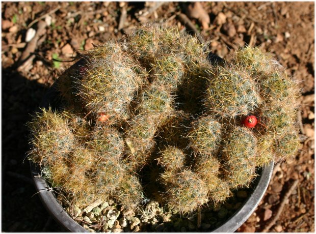 Mammillaria%20prolifera%20amarilla.jpg