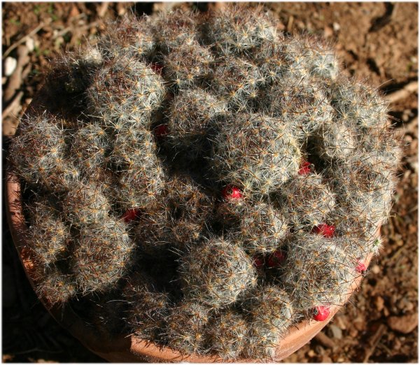 Mammillaria%20prolifica%20texana.jpg