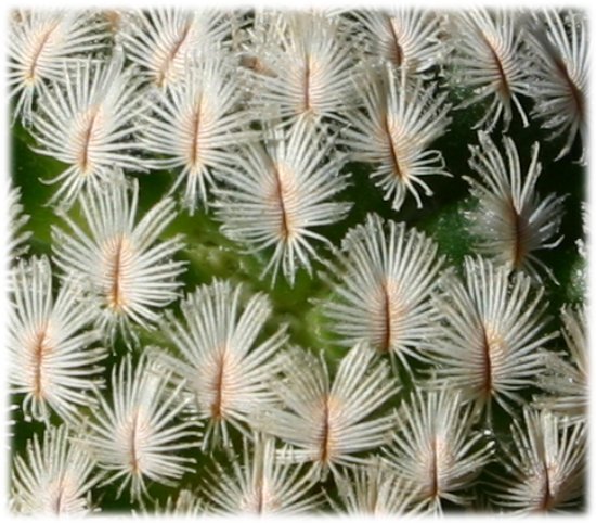 Mammillaria%20sanchez-mejoradae%20detalle.jpg