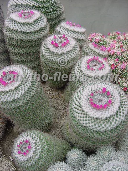 mammillaria%20scrippsiana.JPG