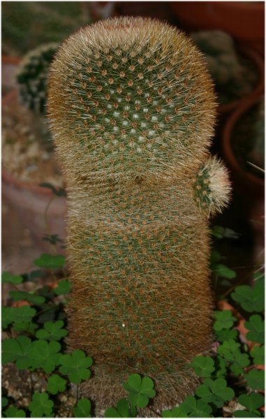 Mammillaria%20spinosissima%20ssp%20pilcayensis.jpg