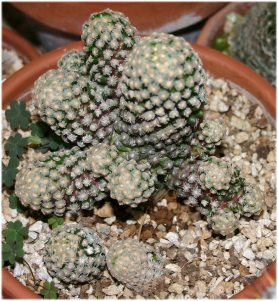 Mammillaria%20theresae%20mejor.jpg