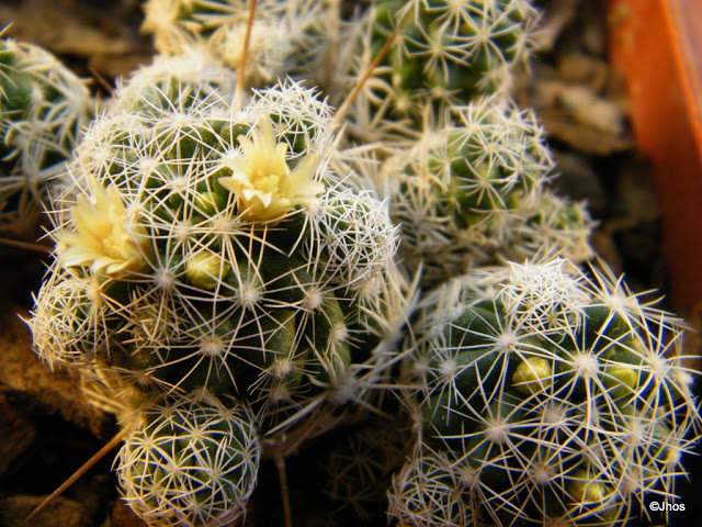 Mammillaria%20vetula%20gracilis%2020090729%20013.jpg