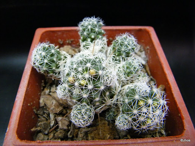 MAMMILLARIA%20VETULA%20SP%20GRACILLIS%2020090718%20006.jpg