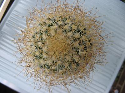 Mammillaria%20x-01%20arr.02.JPG